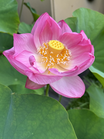 お墓