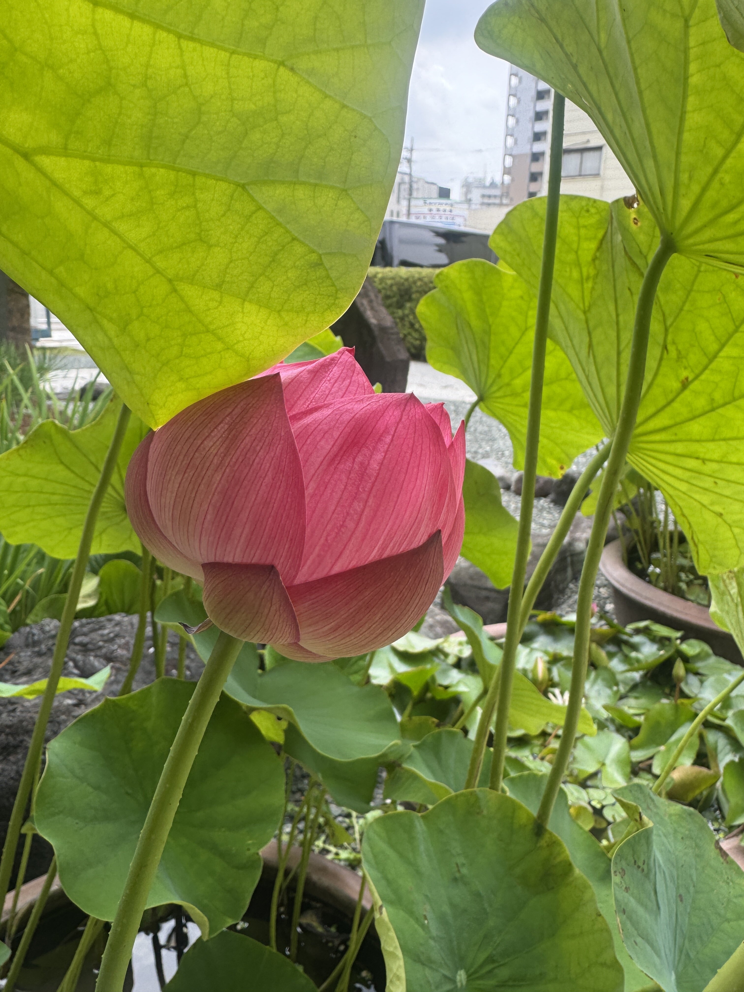 今年の蓮🪷